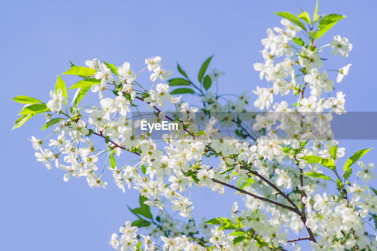 Close up of cherry tree in bloom on blue sky background