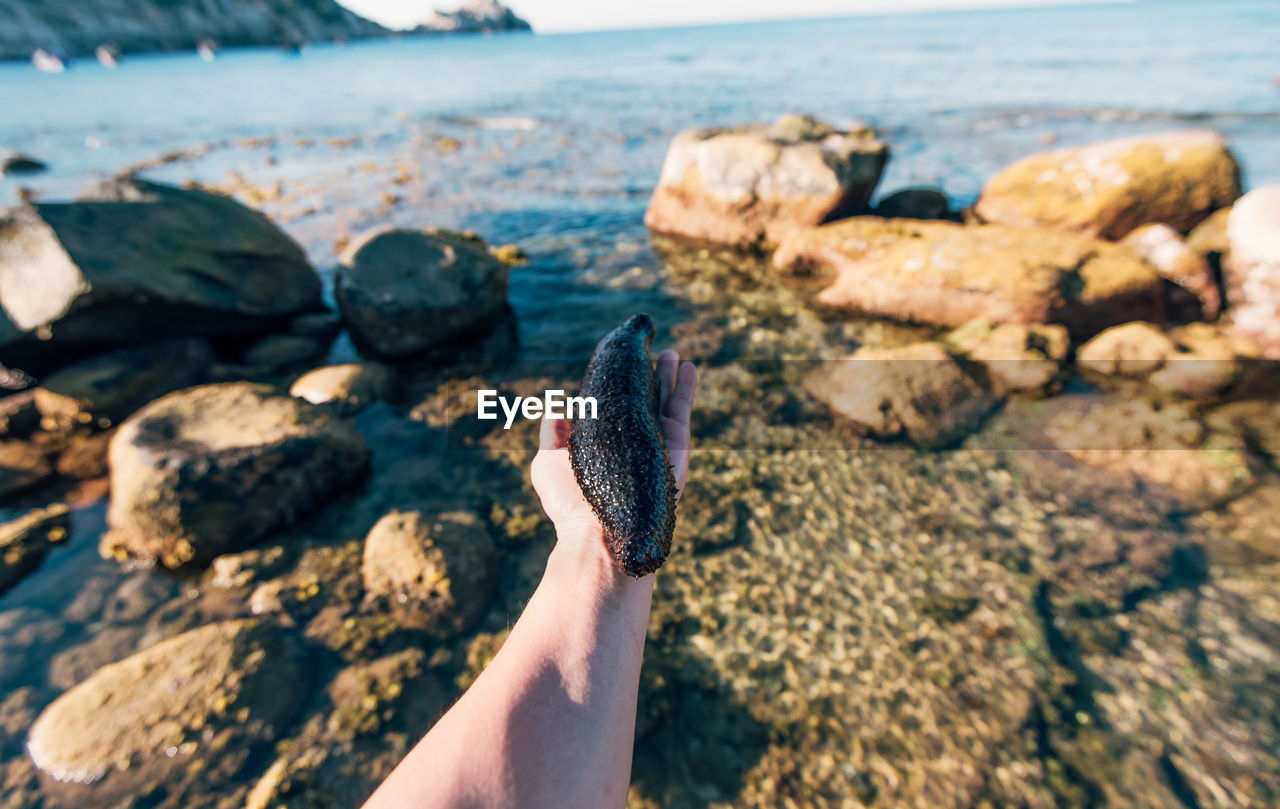 Cropped hand holding sea cucumber