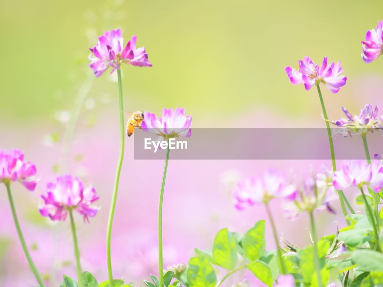 CLOSE-UP OF PINK FLOWERING PURPLE FLOWERS