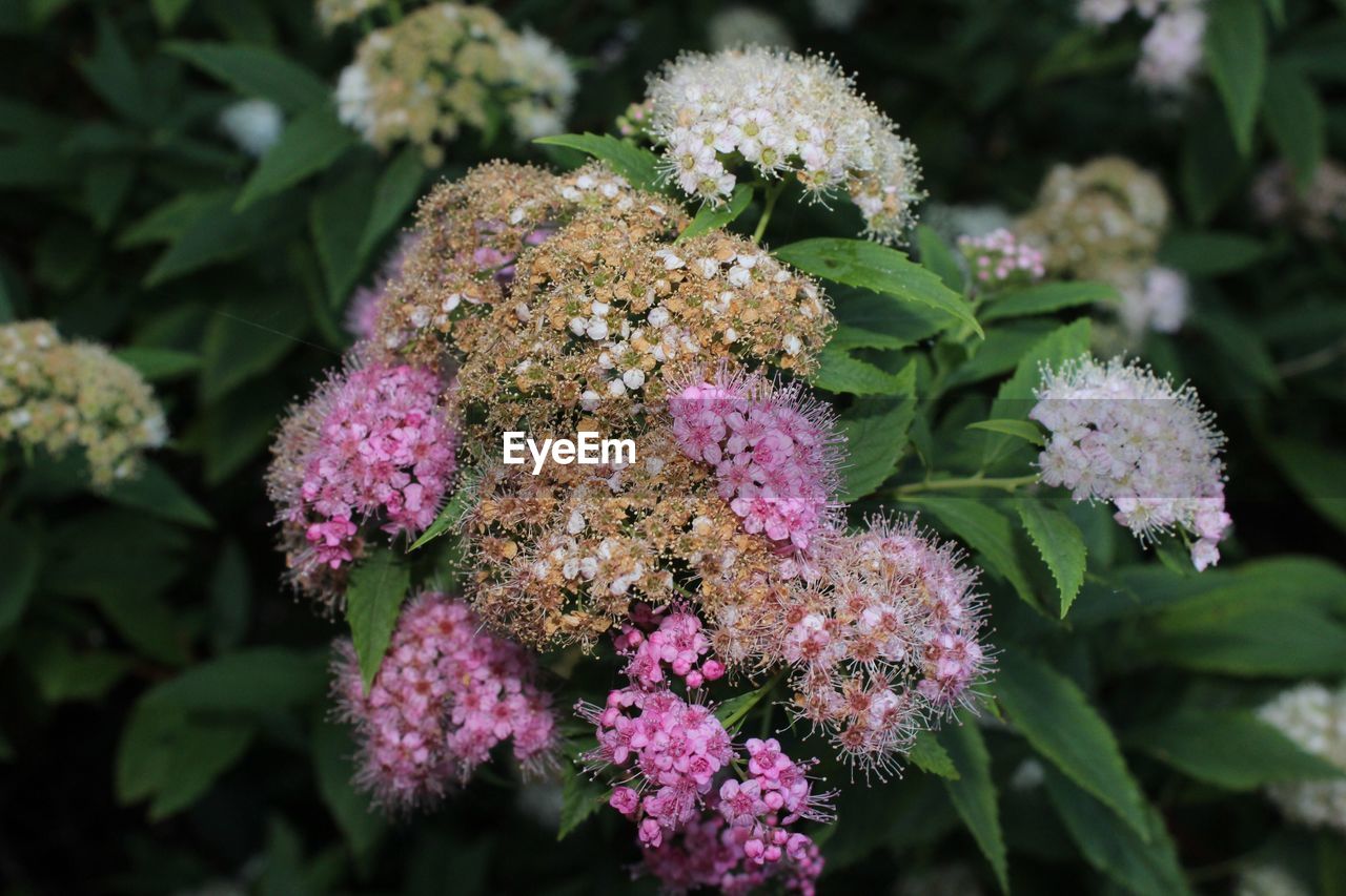 Close-up of flowers