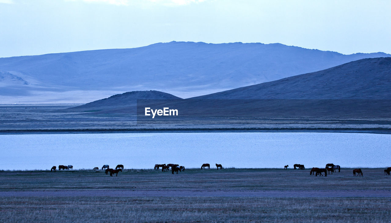 VIEW OF HORSES ON FIELD AGAINST MOUNTAINS