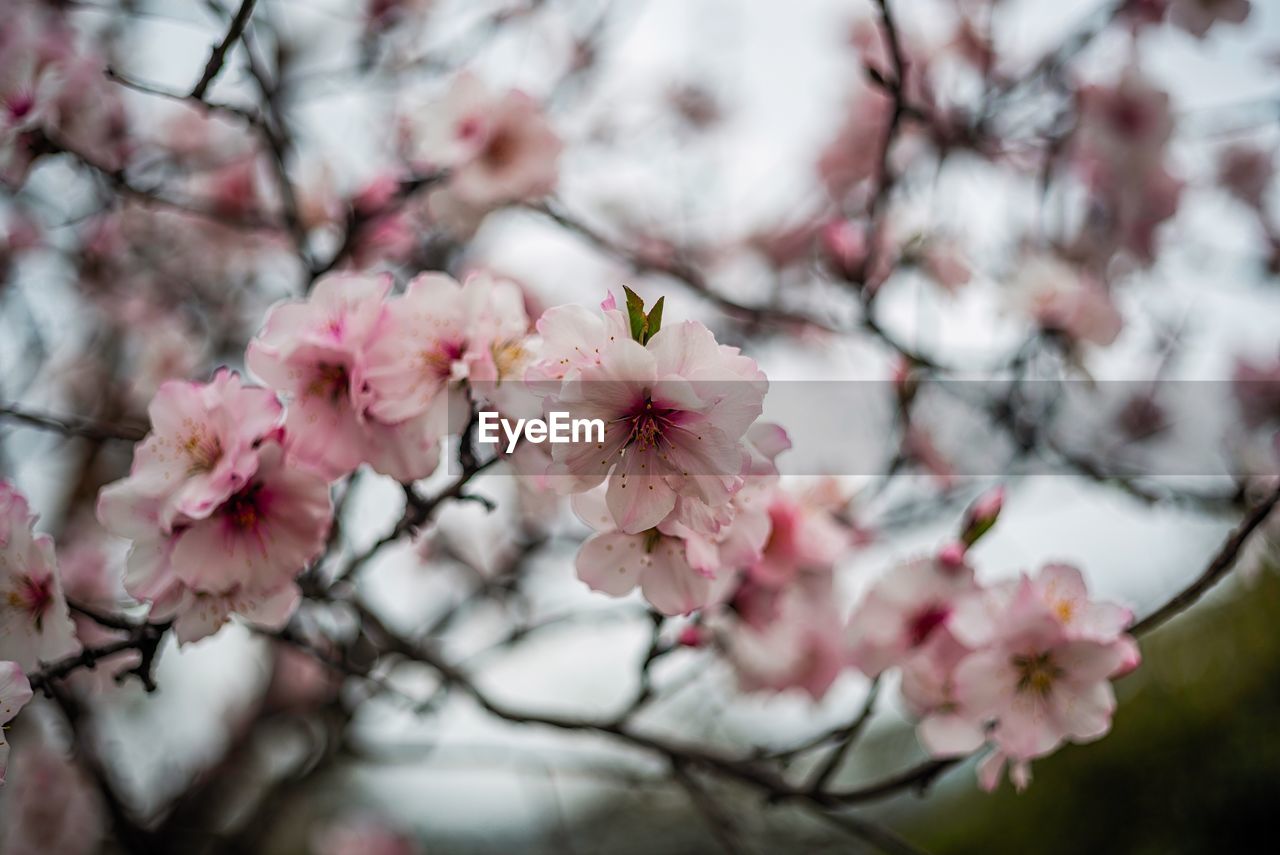 Close-up of cherry blossoms in spring