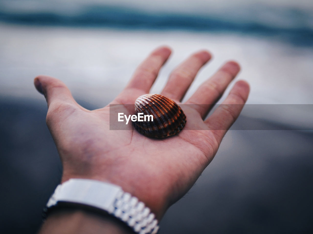 Cropped image of hand holding seashell