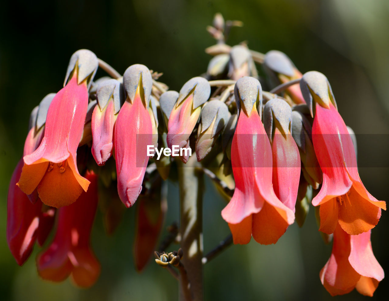 Close-up of pink flowering plants