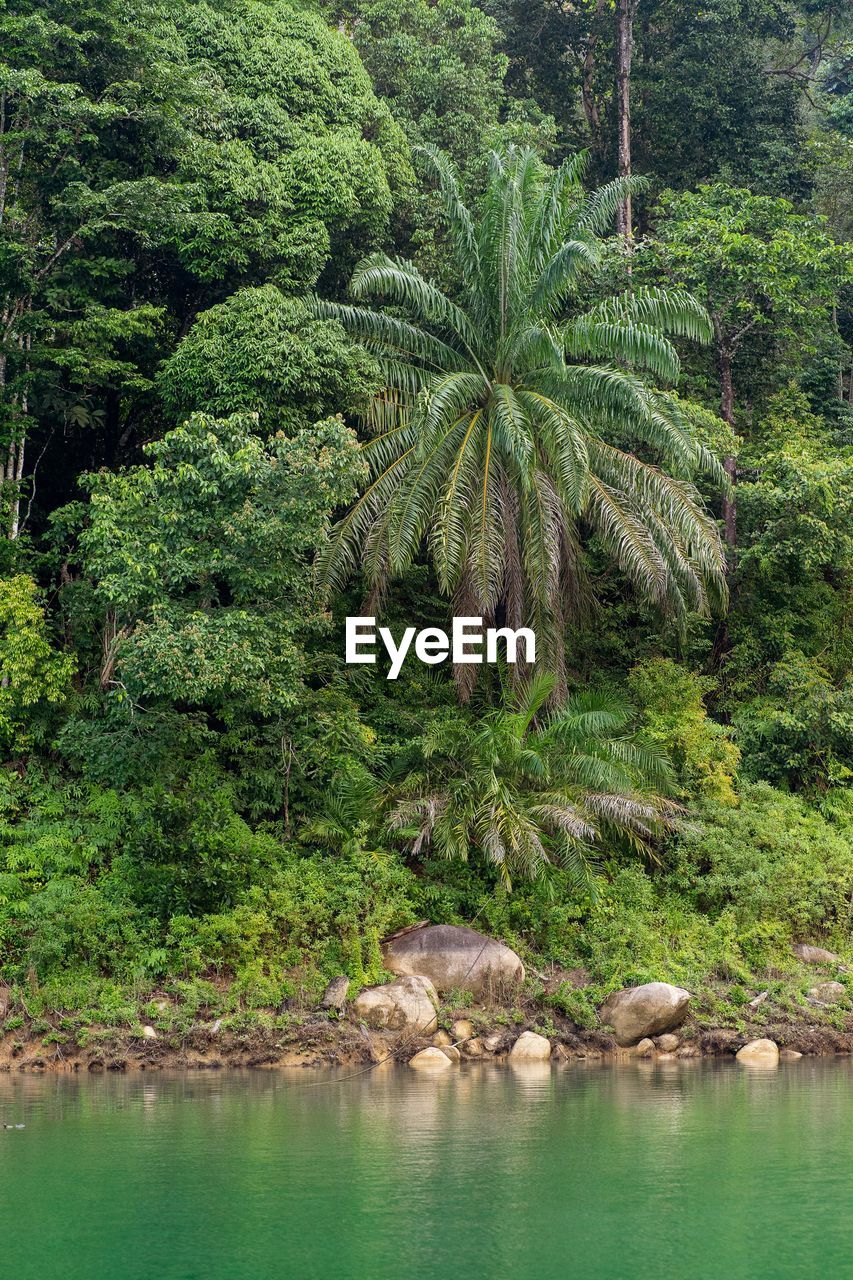 Kenyir lake water with tropical forest trees. beautiful tranquill idylic view.