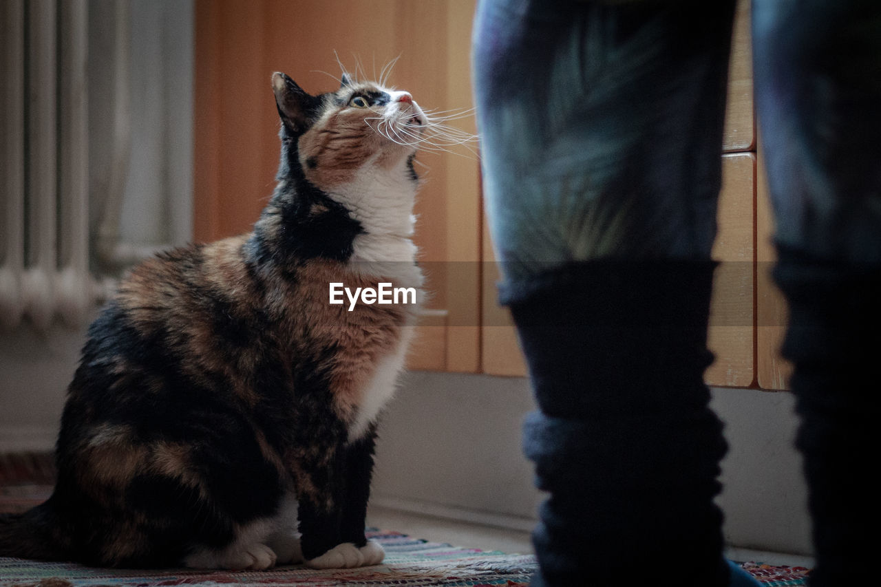 Close-up of cat on floor