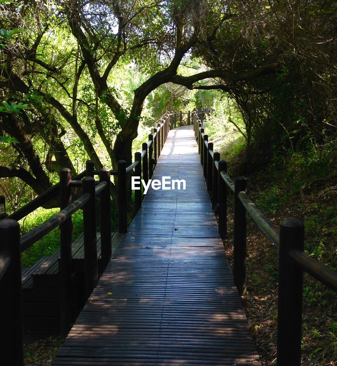 Footbridge amidst trees in forest