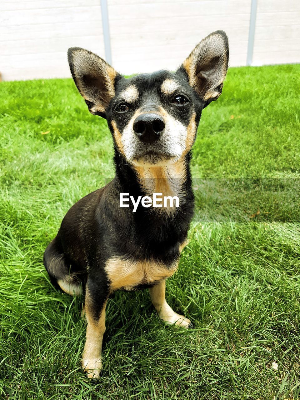 PORTRAIT OF DOG LYING ON GRASS