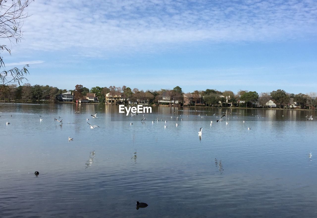 Seagulls over river against sky