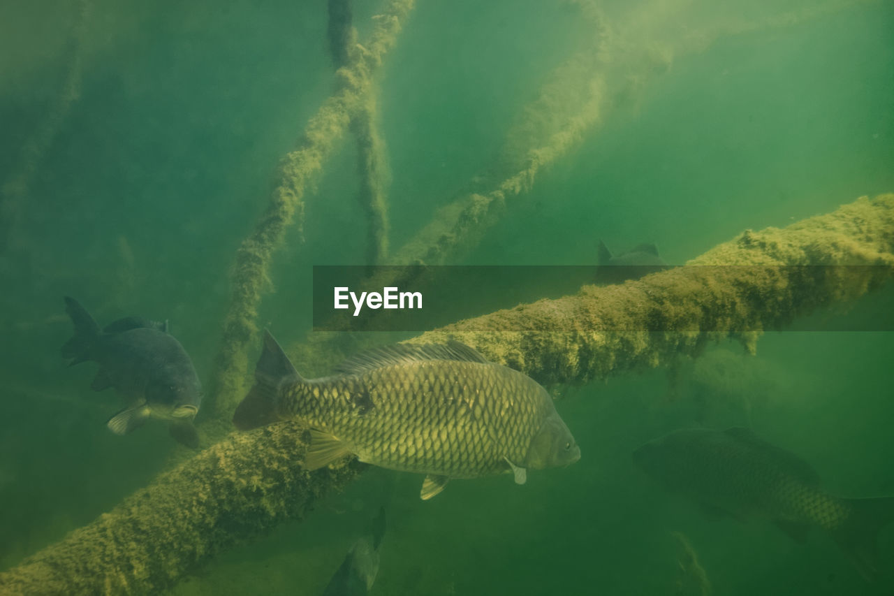 Underwater photo of the common carp or european carp, cyprinus carpio in soderica lake, croatia