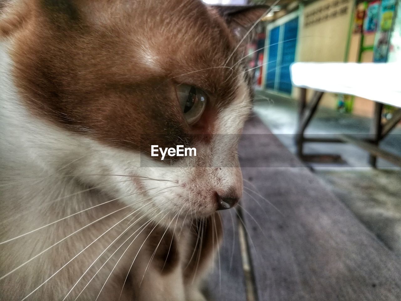 CLOSE-UP OF CAT ON FLOOR