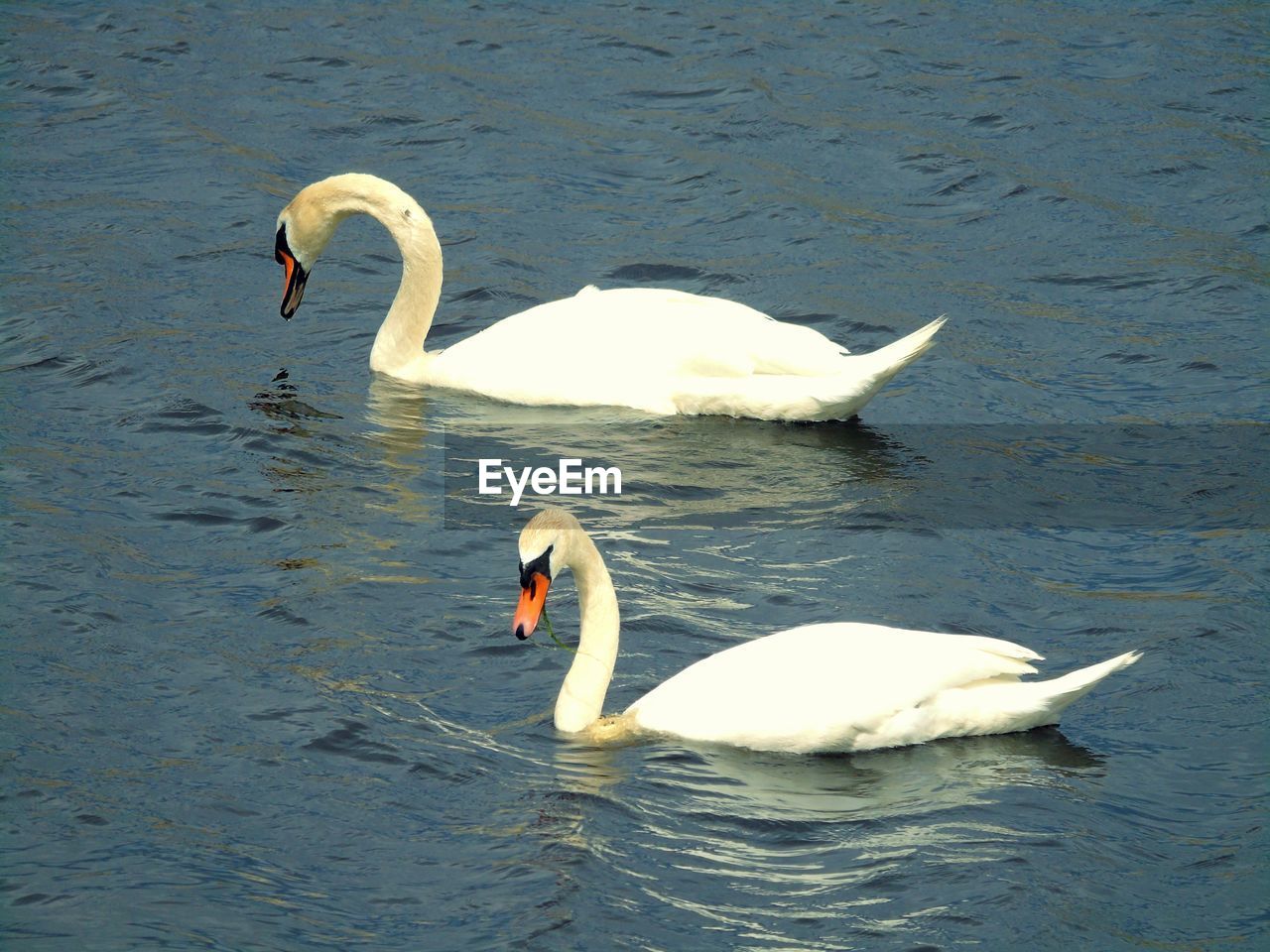 SWAN SWIMMING ON LAKE