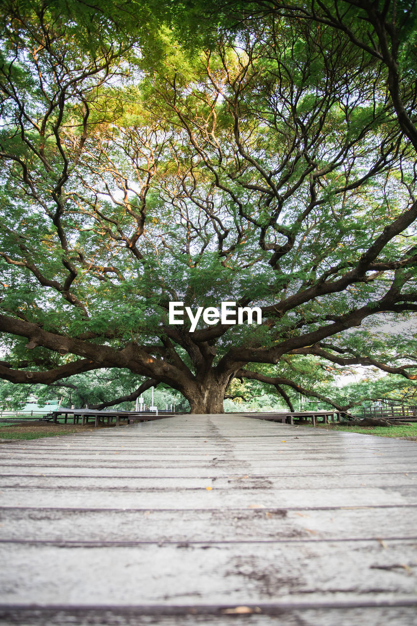 tree, plant, leaf, green, branch, nature, growth, beauty in nature, no people, day, footpath, tranquility, outdoors, flower, wood, the way forward, land, scenics - nature, environment, tree trunk, tranquil scene, forest, sunlight, trunk, road