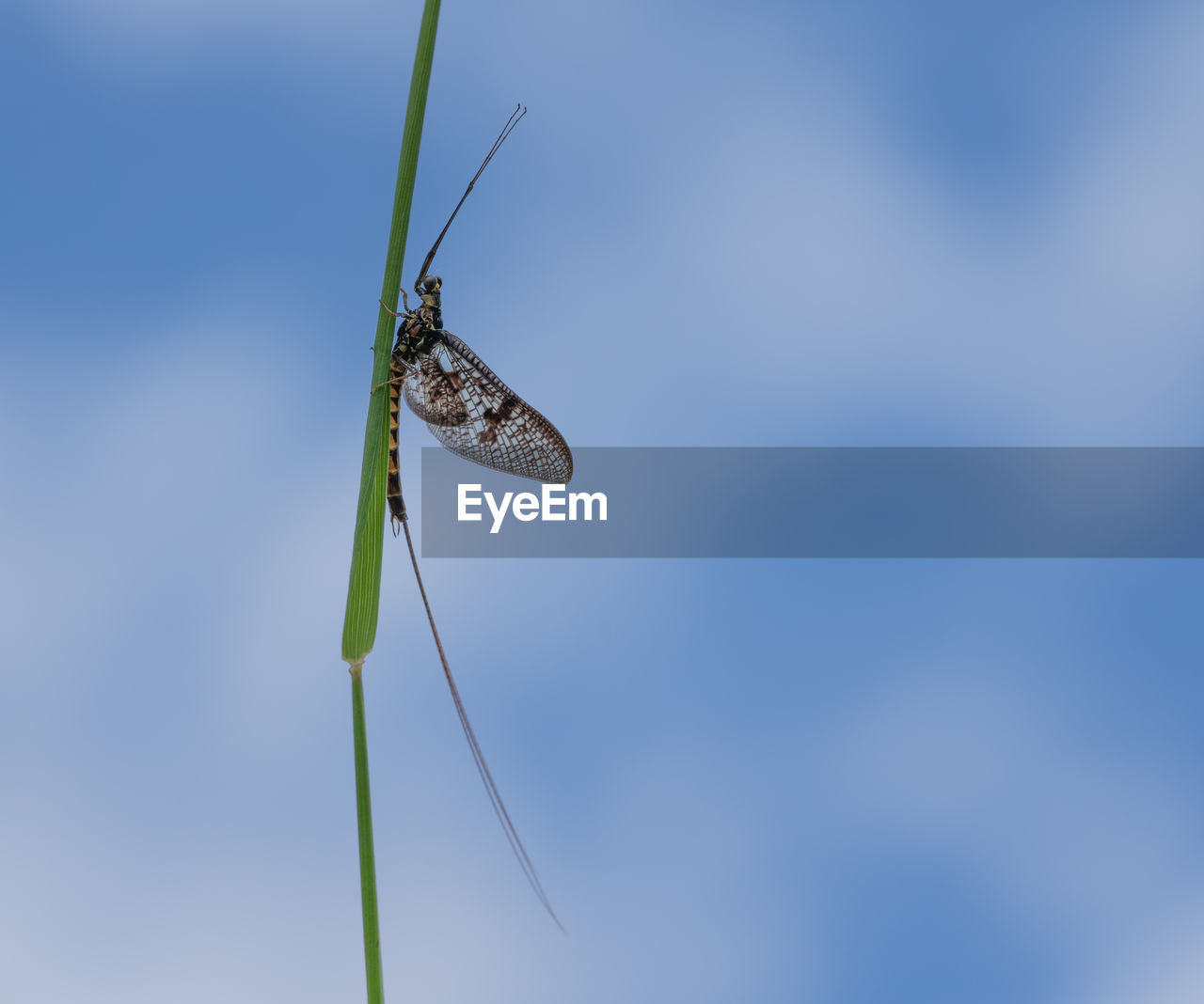 CLOSE-UP OF BUTTERFLY ON GRASS AGAINST BLUE SKY