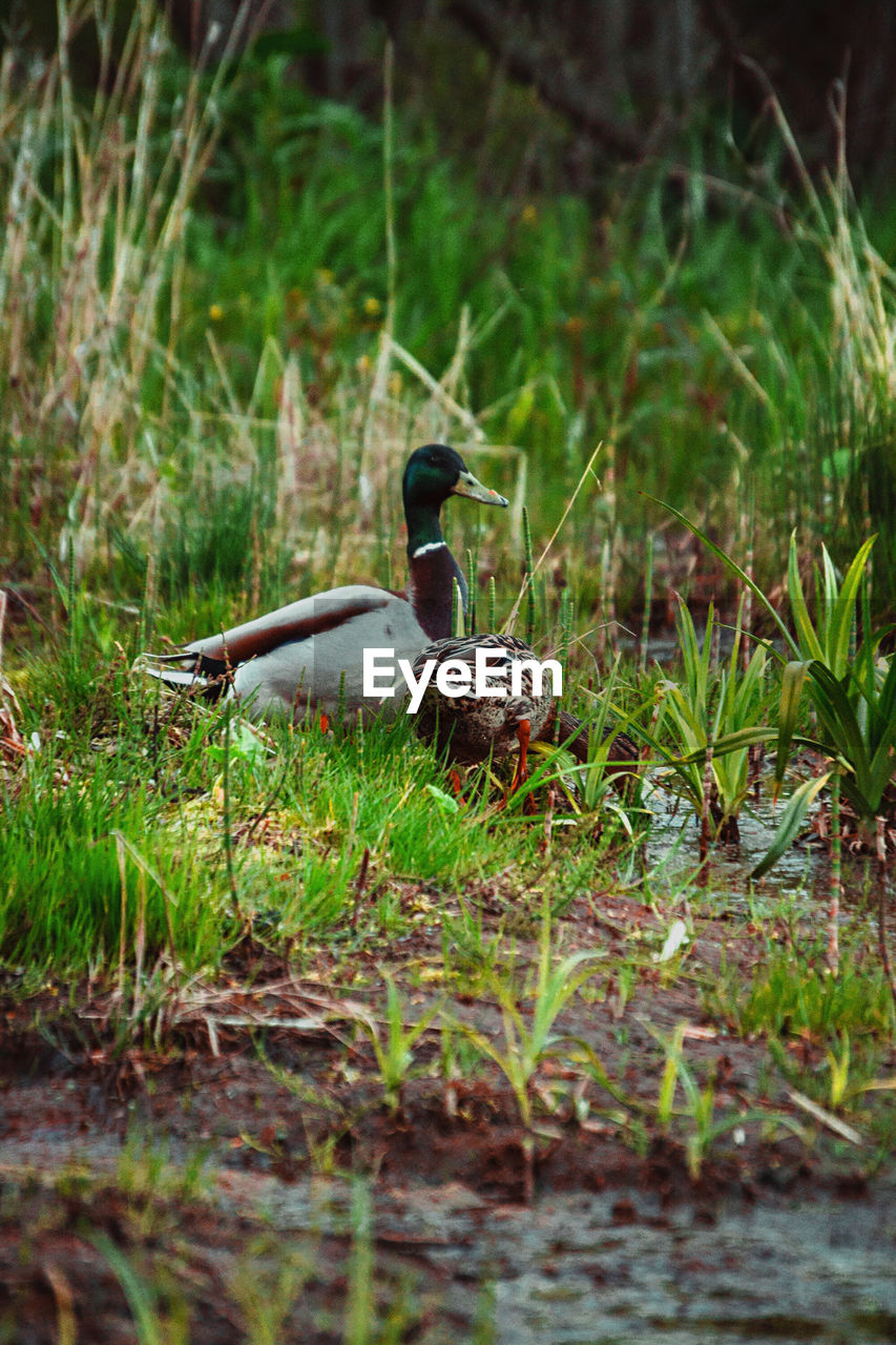 VIEW OF BIRD ON FIELD