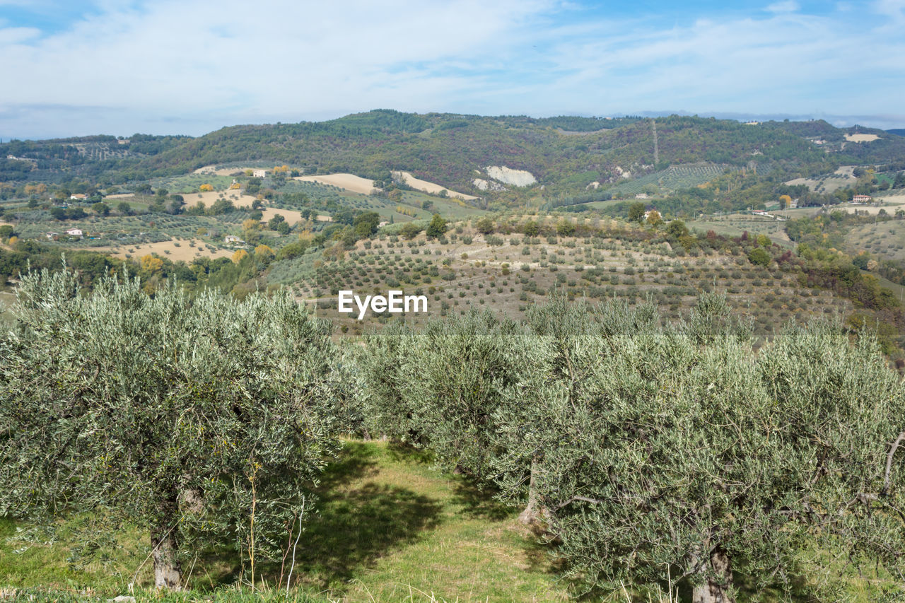 VIEW OF VINEYARD