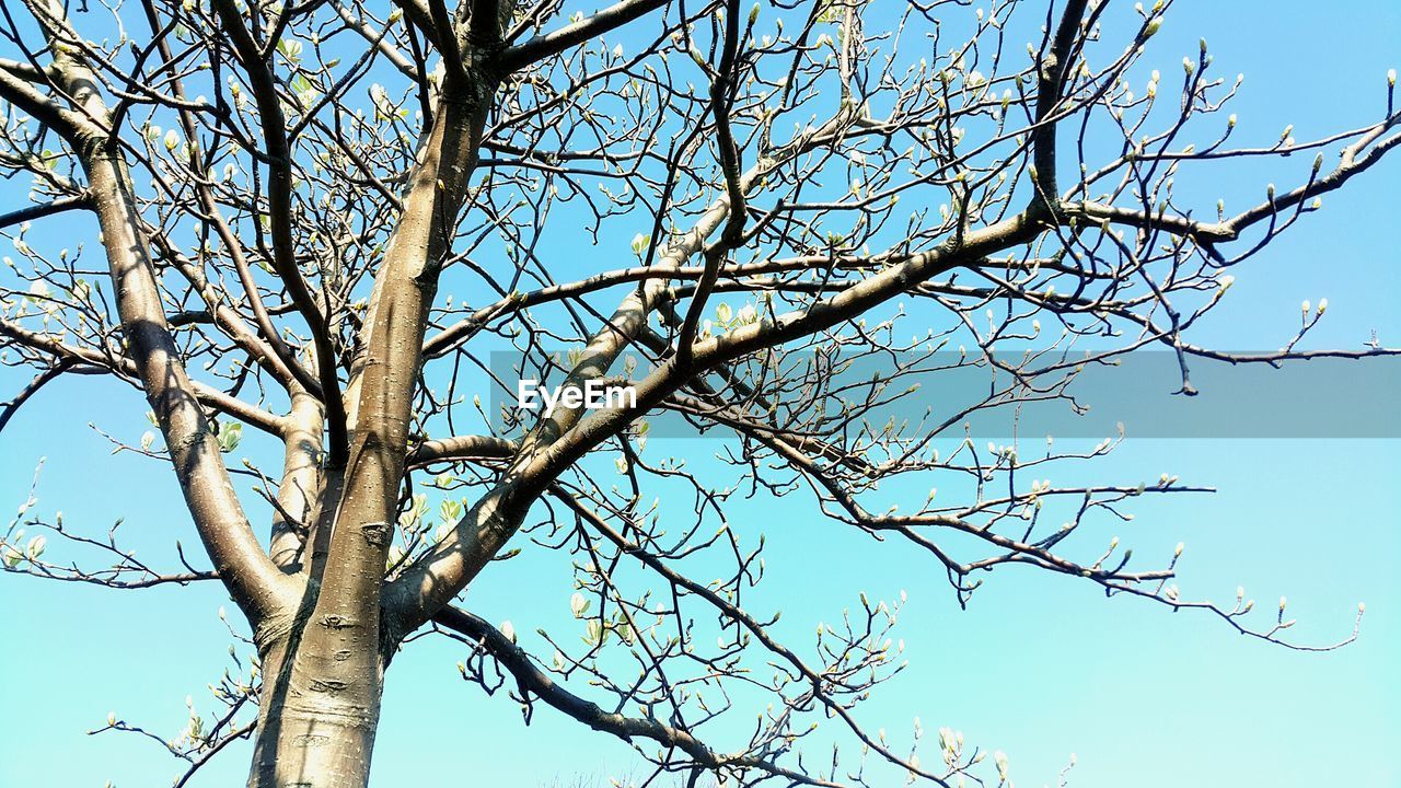 CLOSE-UP LOW ANGLE VIEW OF TREE AGAINST SKY