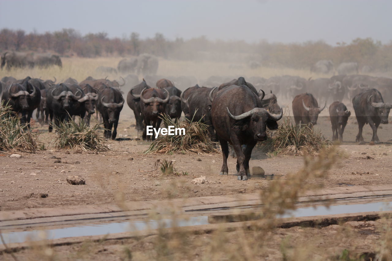 Buffaloes and elephants on land against sky