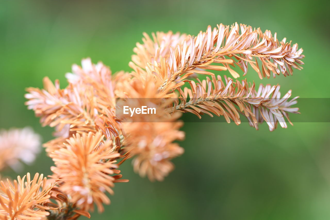 CLOSE-UP OF WILTED FLOWER