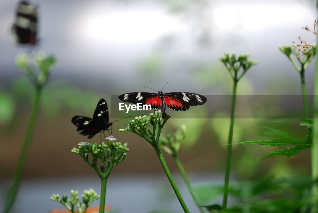 CLOSE-UP OF BUTTERFLY PERCHING ON LEAF