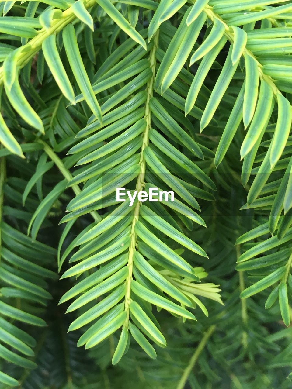 High angle view of green leaves