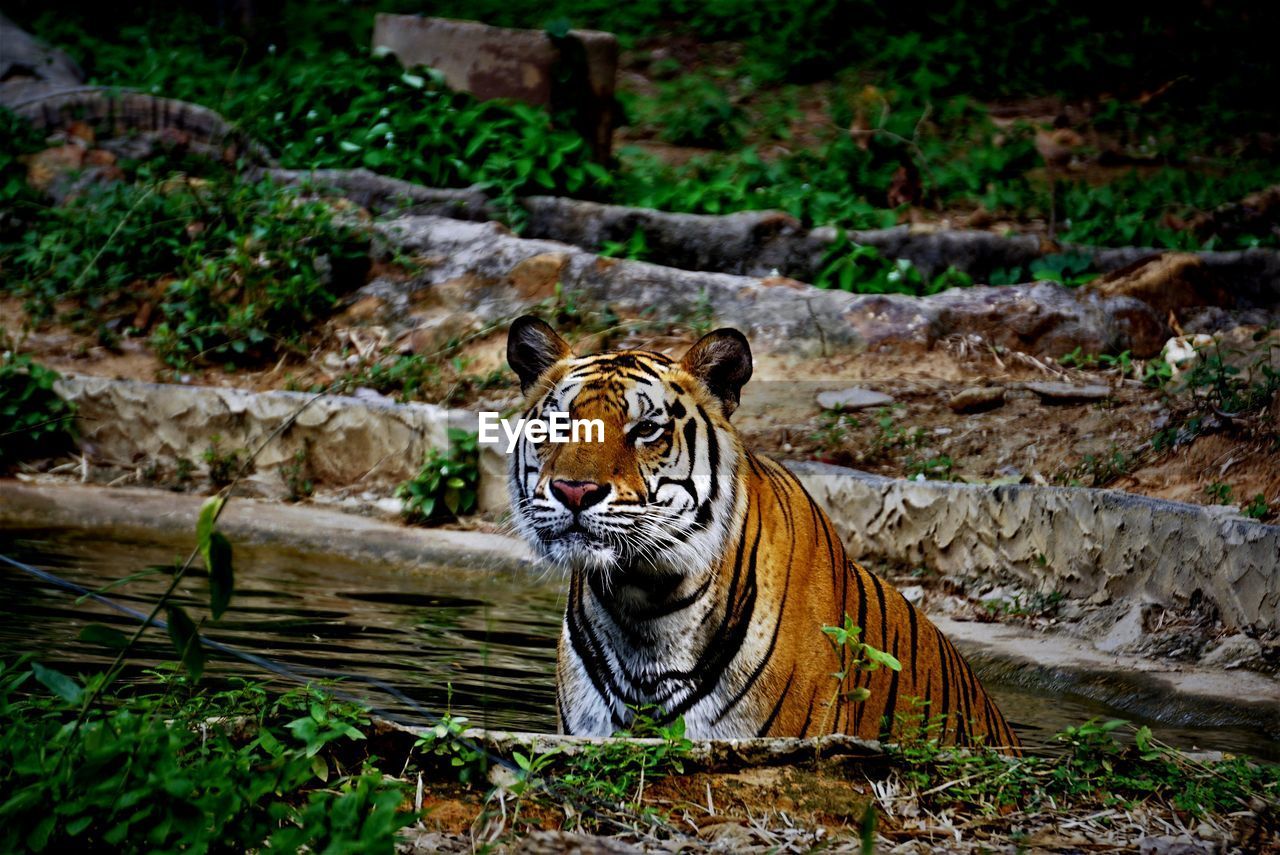 Indochinese tiger soaked in water