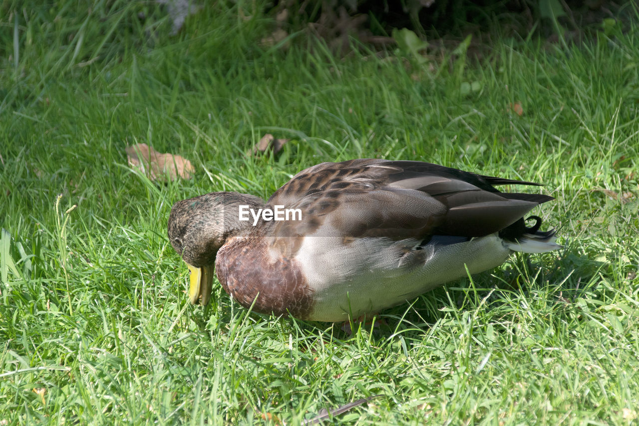 HIGH ANGLE VIEW OF DUCK ON LAND