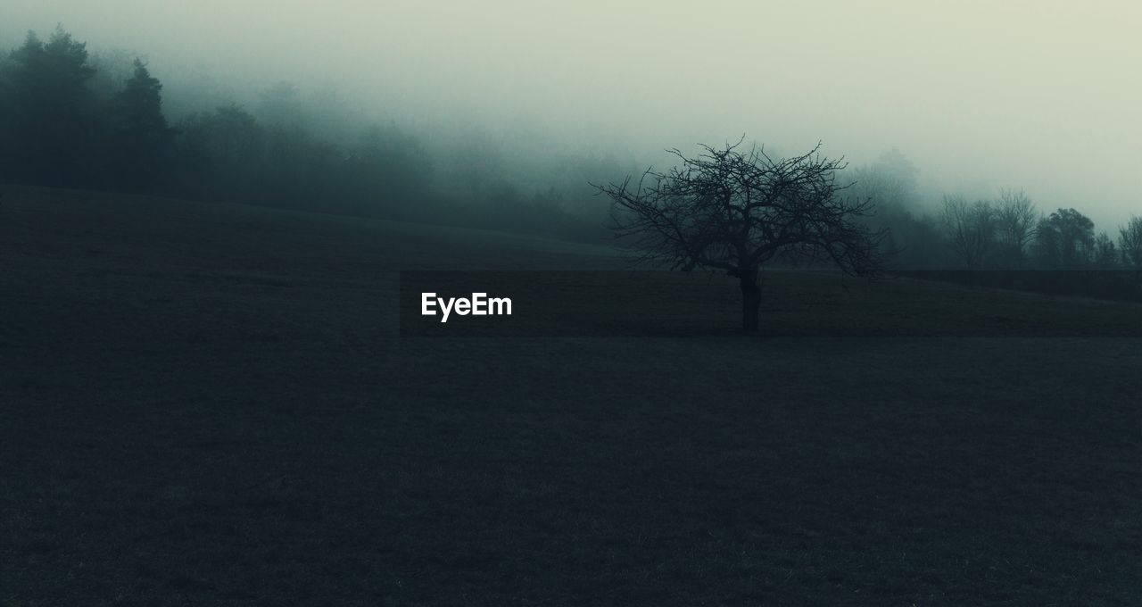 Bare tree on landscape against sky