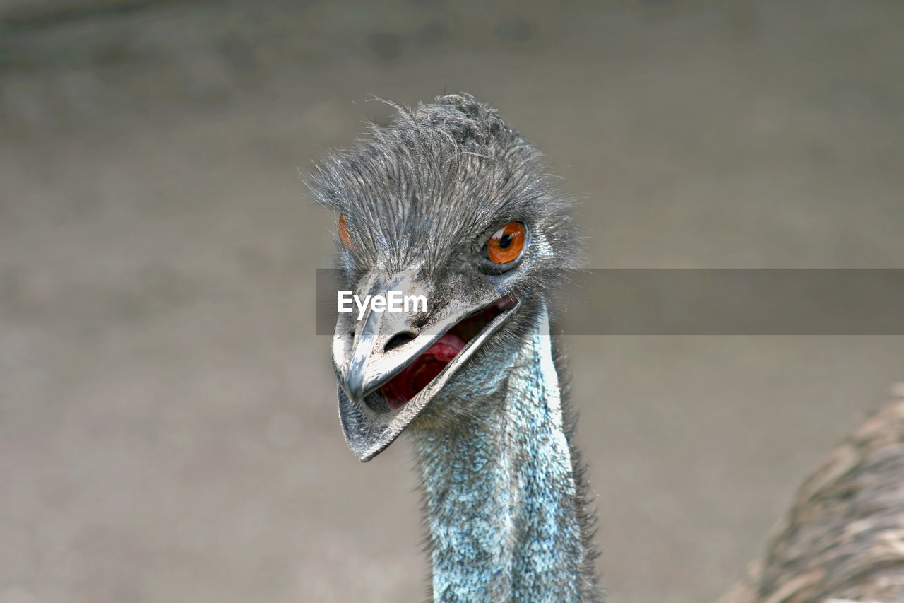 The head and neck of an emu