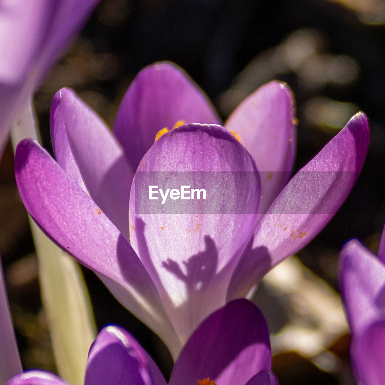 Close-up of purple crocus flowers