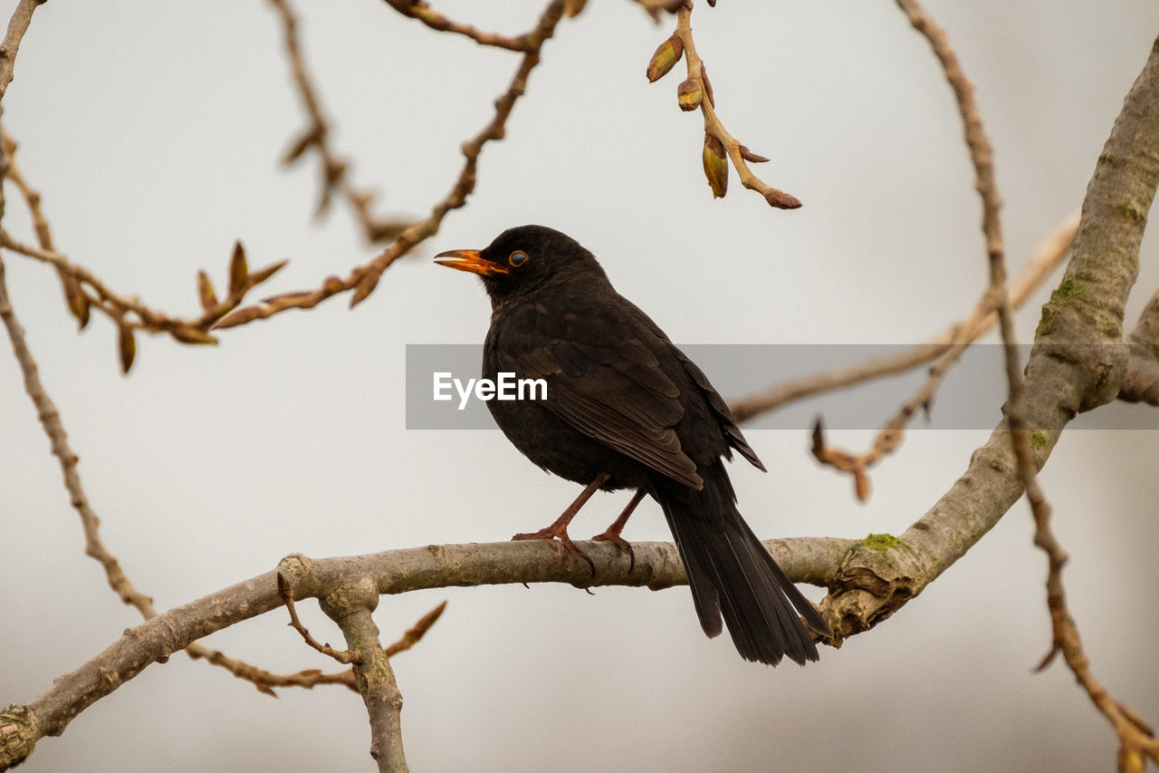 BIRD PERCHING ON BRANCH