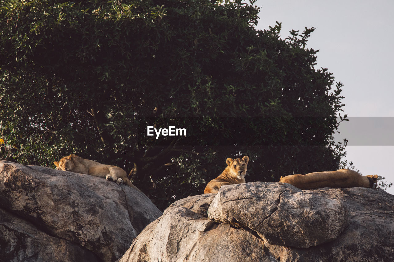 Lioness sitting on rock