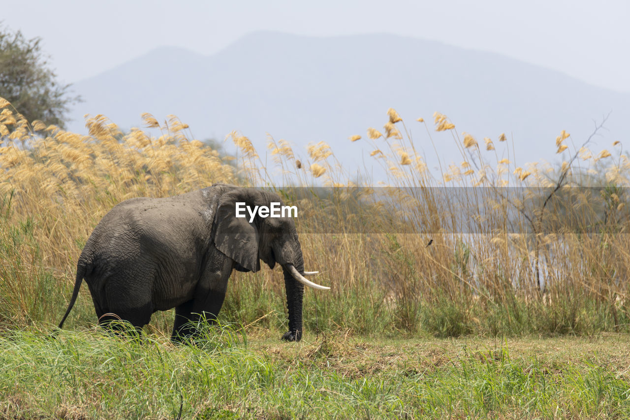 Elephant in a field