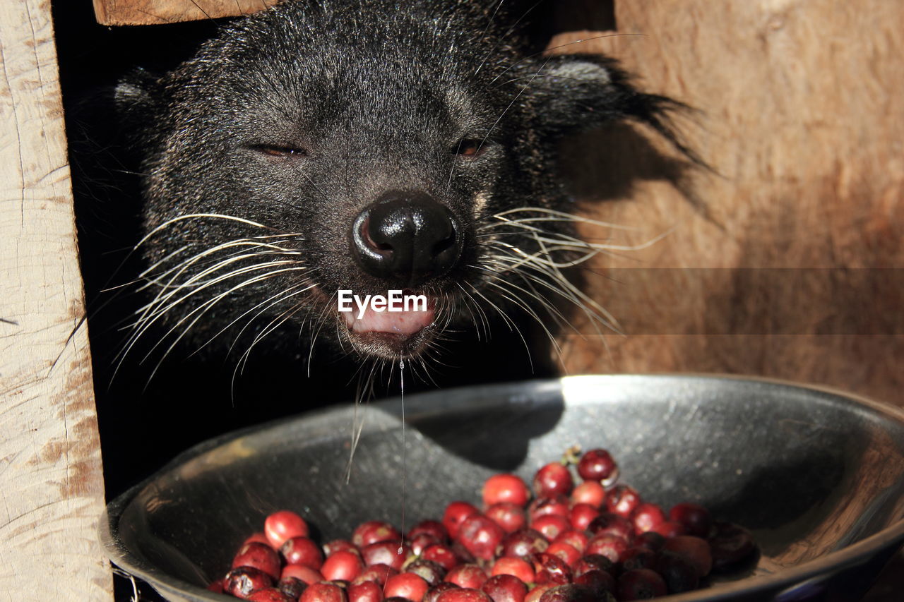 CLOSE-UP OF BLACK FRUITS IN BOWL AT HOME