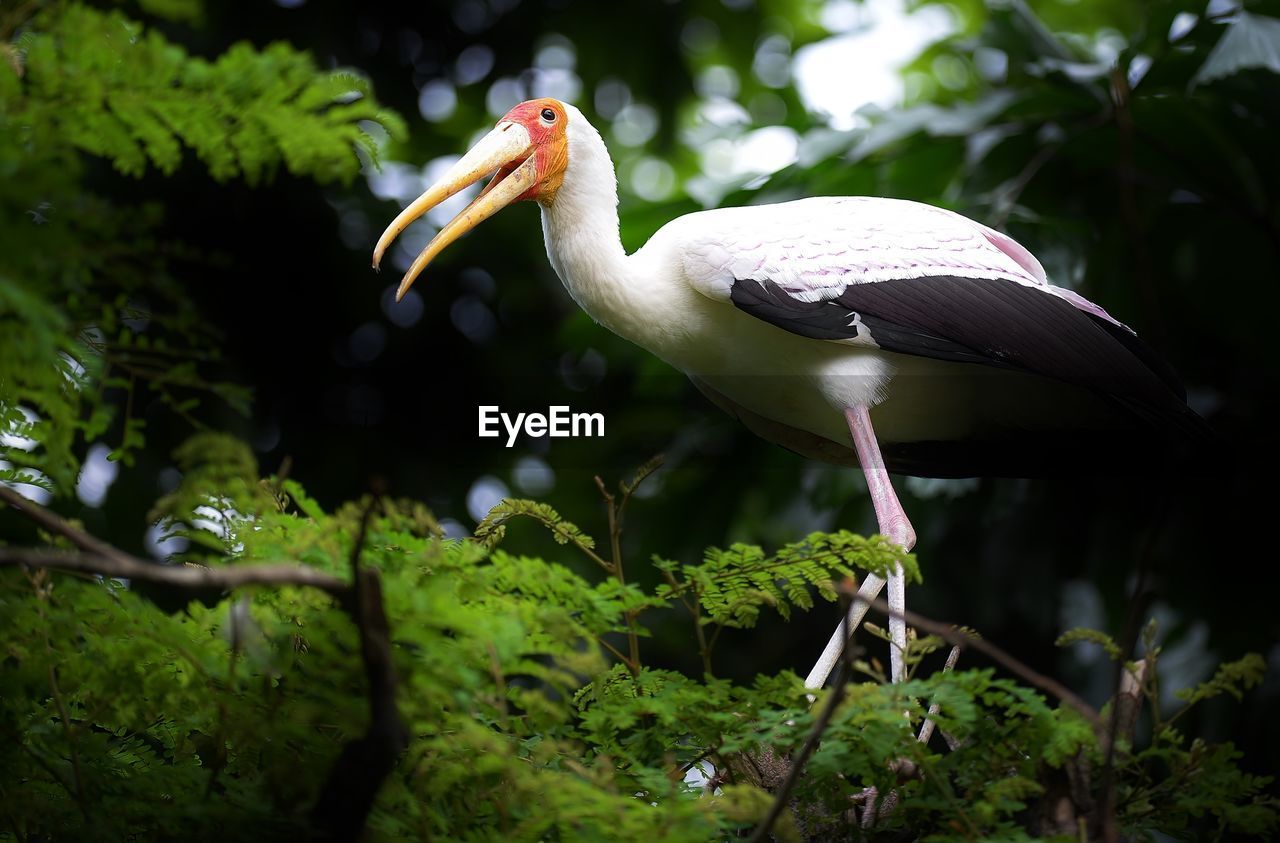 CLOSE-UP OF BIRD PERCHING ON PLANT