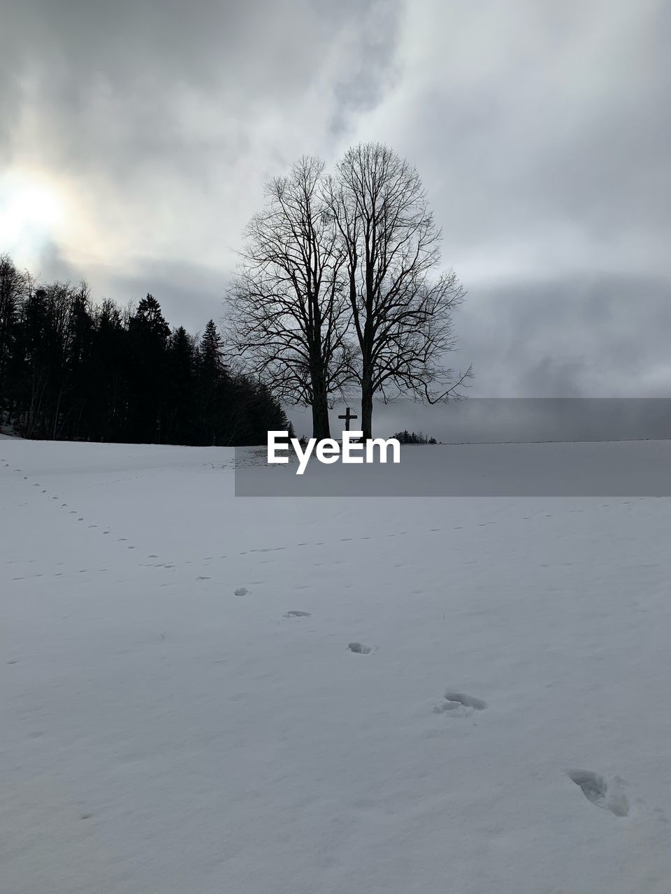 BARE TREES ON SNOW COVERED LAND