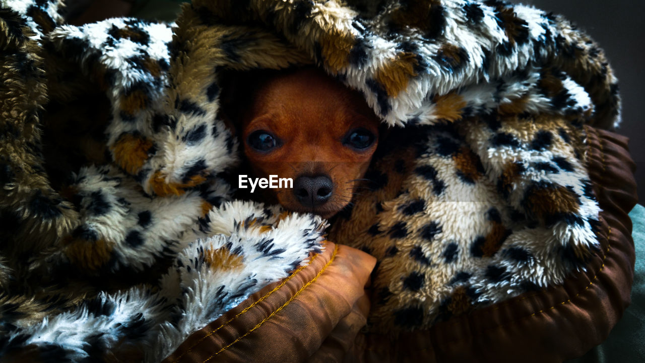 Close-up portrait of a dog