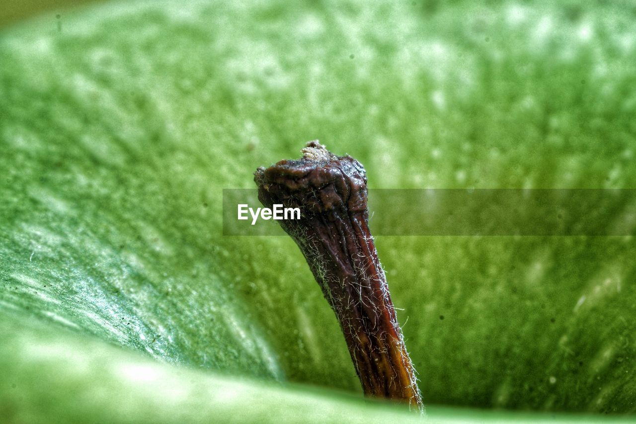 Extreme close-up of granny smith apple stem