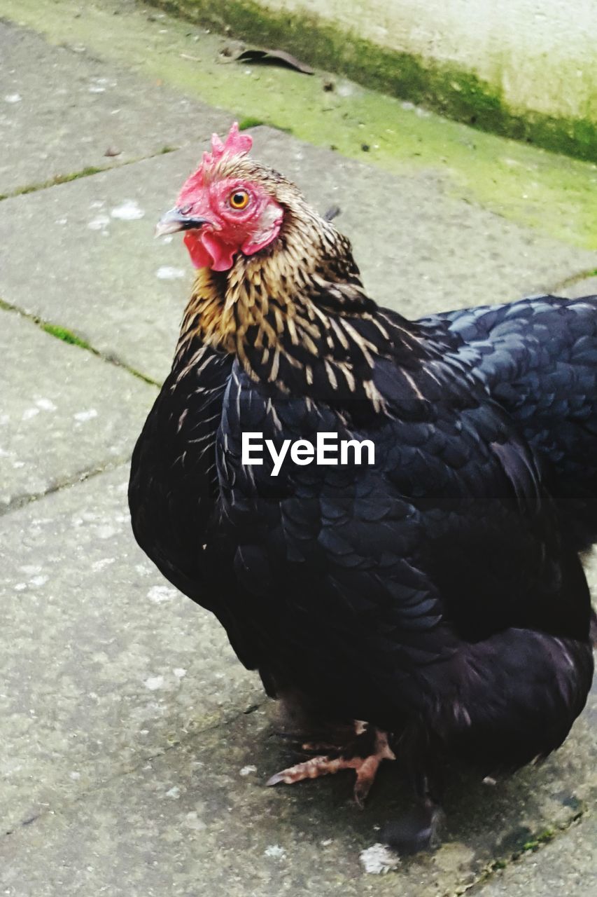 PEACOCK IN ROOSTER