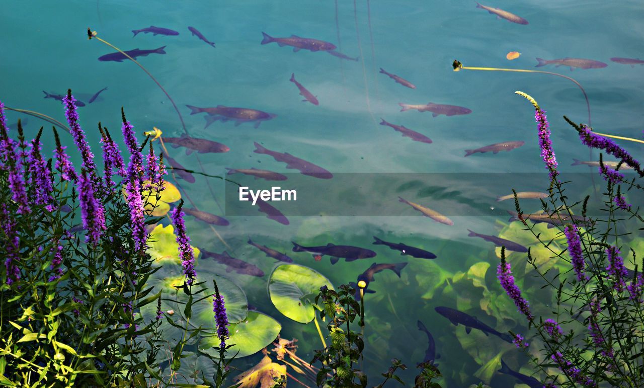 High angle view of fish swimming in lake