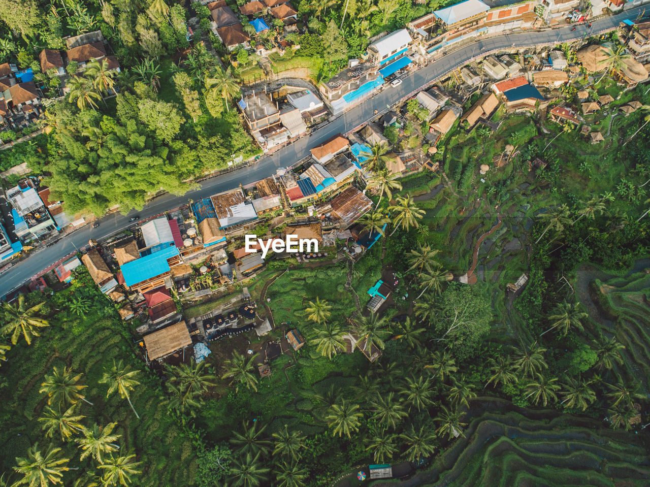 High angle view of trees and plants in city