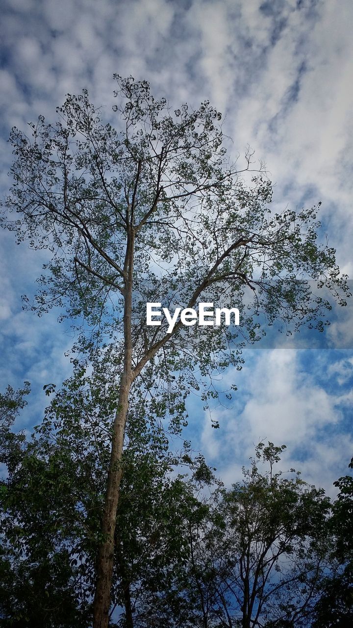 LOW ANGLE VIEW OF TREES AGAINST CLOUDY SKY