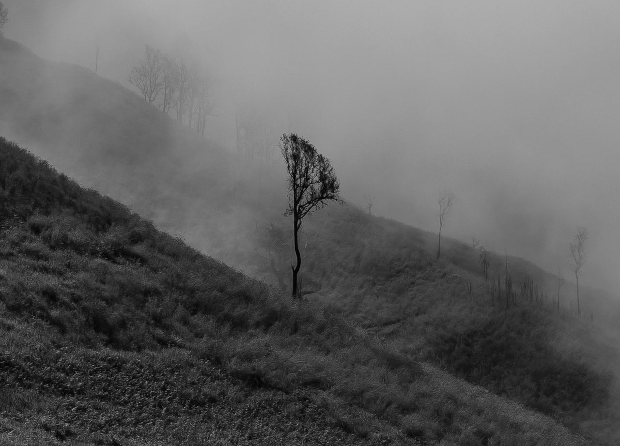 Tree growing on grassy field in foggy weather