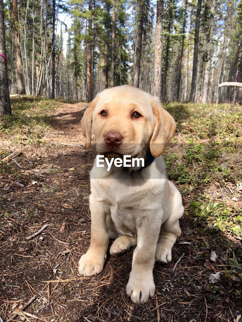 PORTRAIT OF DOG SITTING ON GROUND