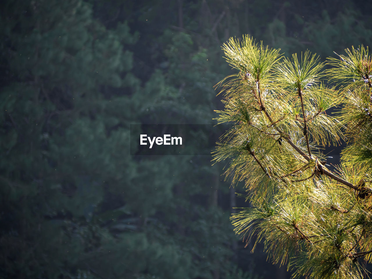 CLOSE-UP OF PINE TREE WITH SUNLIGHT