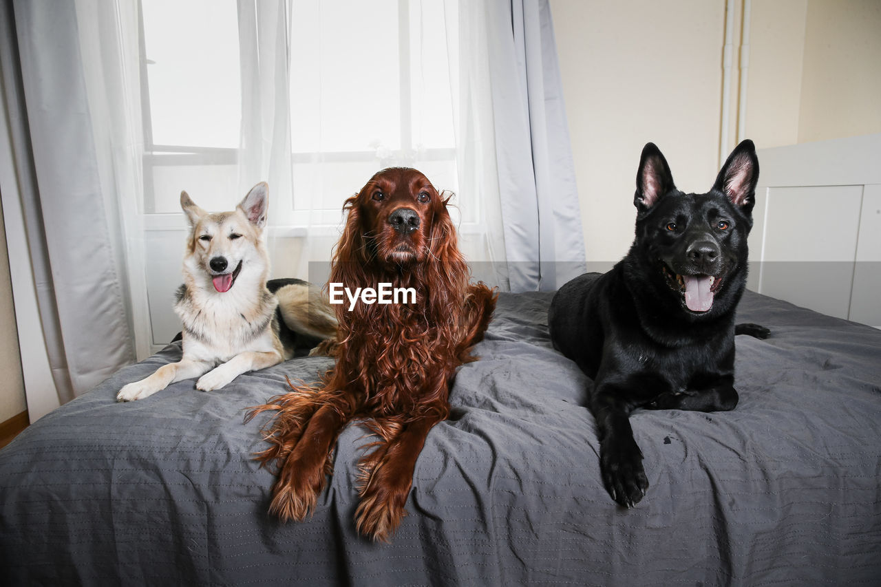 PORTRAIT OF TWO DOGS SITTING ON FLOOR