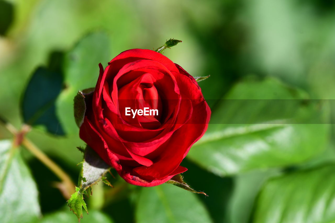 CLOSE-UP OF RED ROSE ON LEAF