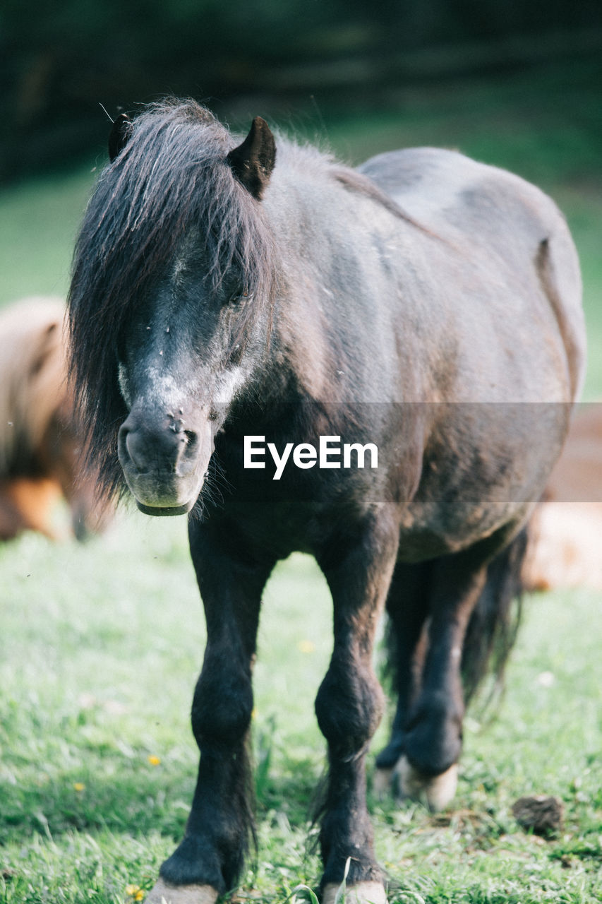 Full length of black horse standing on field