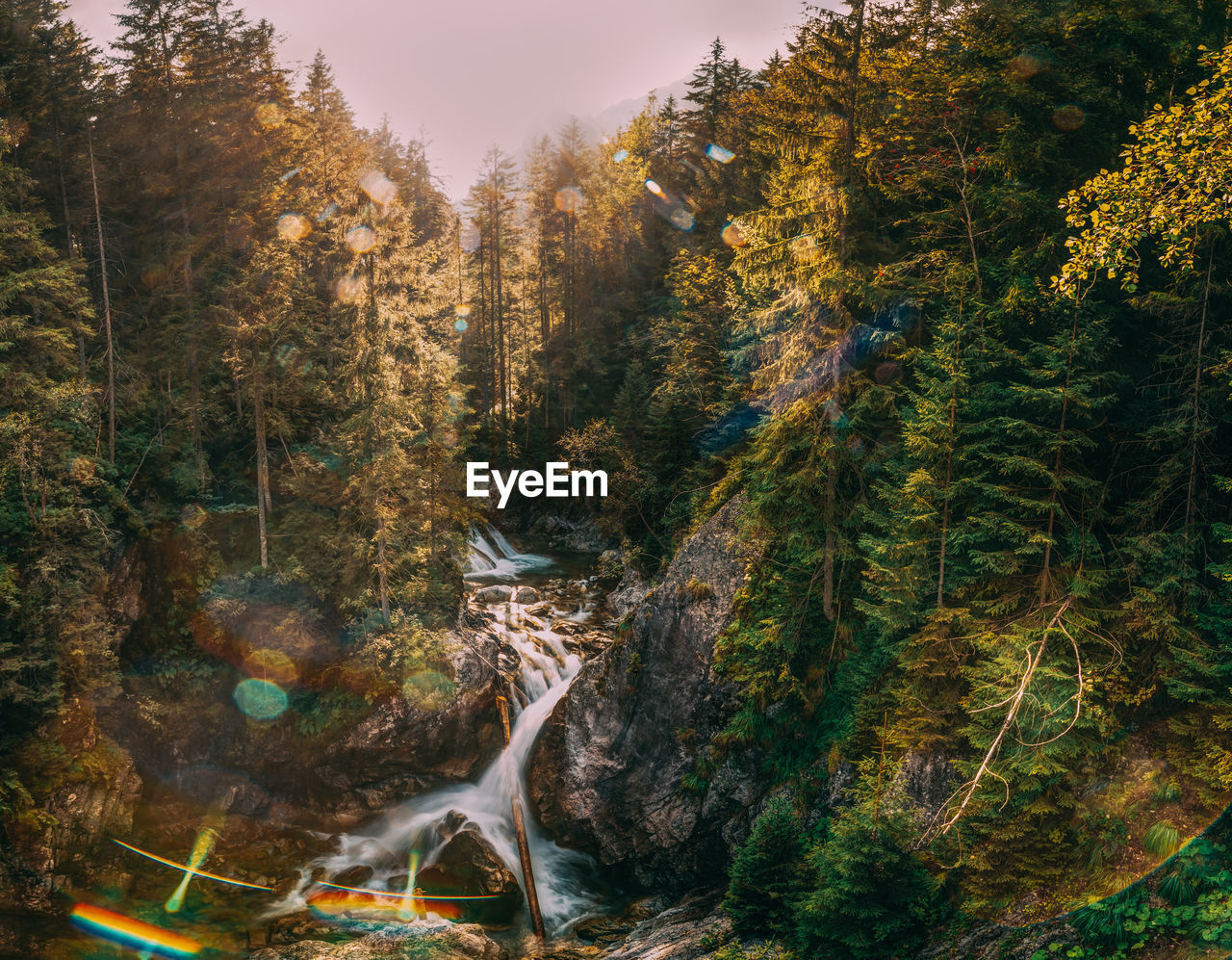 panoramic view of trees in forest