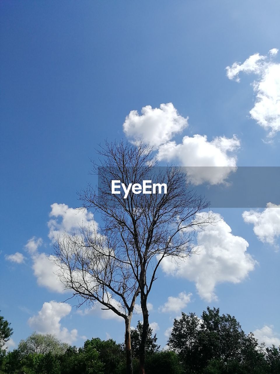 LOW ANGLE VIEW OF TREE AGAINST BLUE SKY